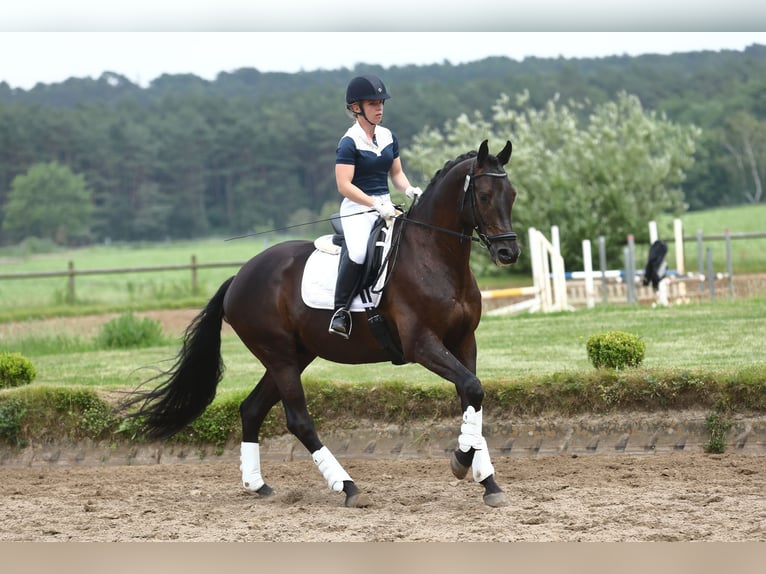 Trakehner Wallach 12 Jahre 170 cm Dunkelbrauner in Oberkr&#xE4;mer
