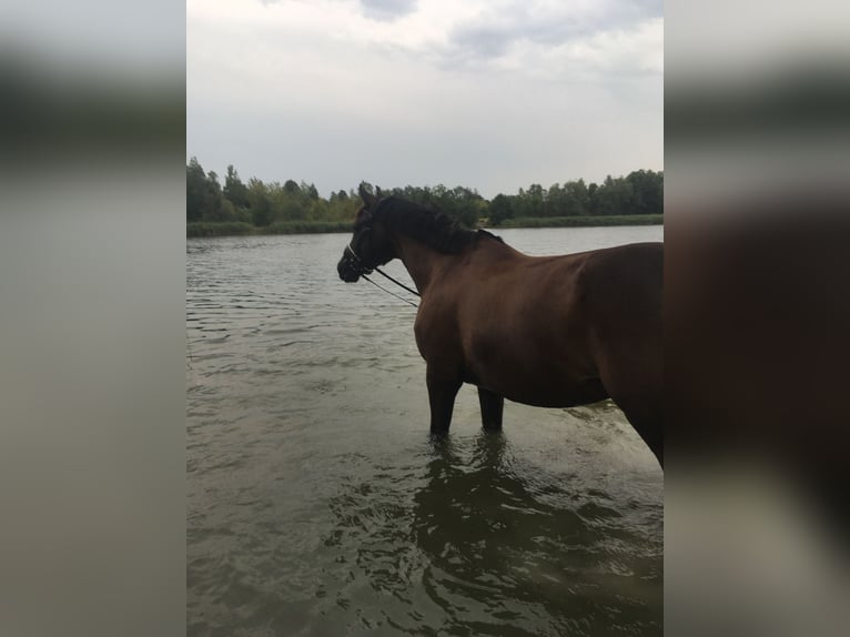 Trakehner Wallach 12 Jahre 170 cm Dunkelbrauner in Oberkr&#xE4;mer