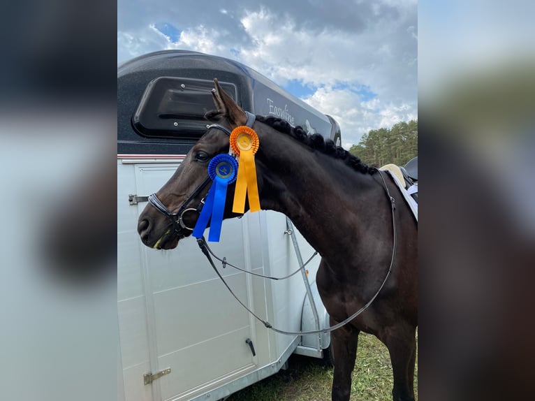 Trakehner Wallach 12 Jahre 170 cm Dunkelbrauner in Oberkr&#xE4;mer