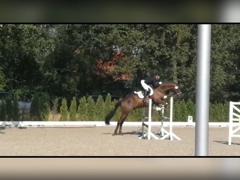 Trakehner Wallach 12 Jahre 170 cm Dunkelbrauner in Oberkr&#xE4;mer