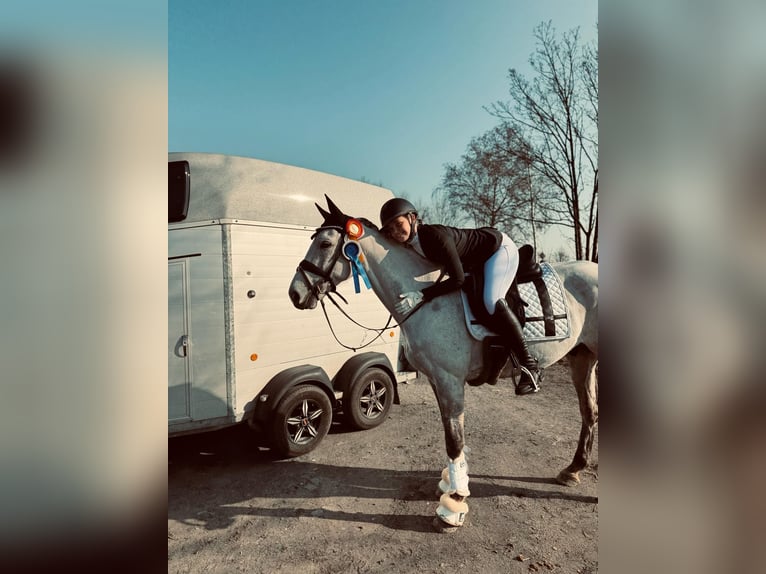 Trakehner Wallach 12 Jahre 170 cm Schimmel in Hamm