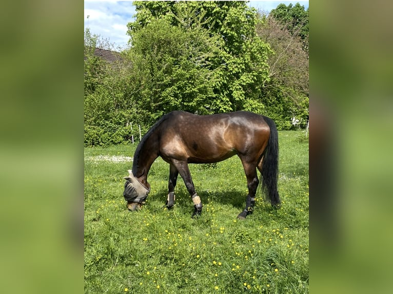 Trakehner Wallach 12 Jahre 174 cm  in Bad Friedrichshall