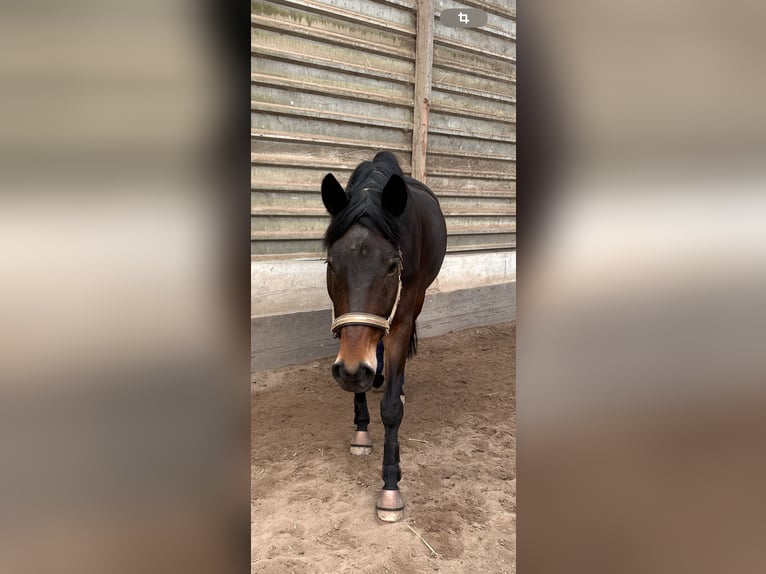 Trakehner Wallach 12 Jahre 174 cm  in Bad Friedrichshall