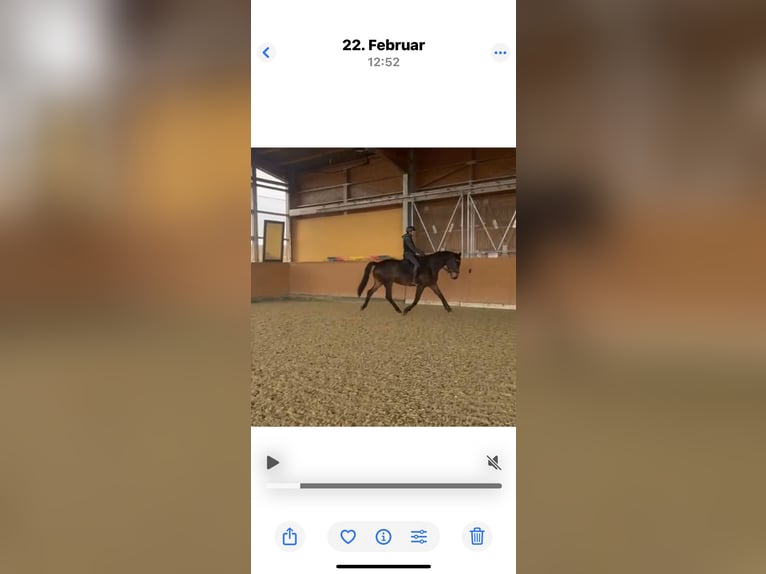 Trakehner Wallach 12 Jahre 174 cm  in Bad Friedrichshall