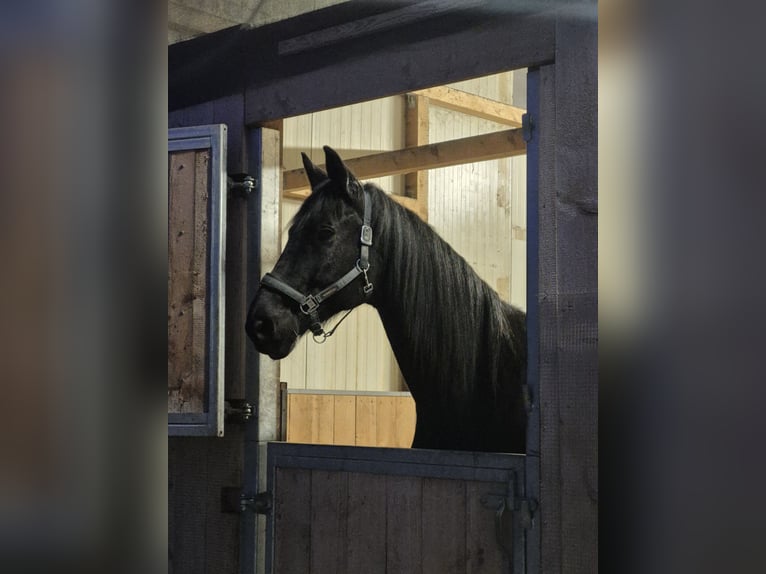 Trakehner Wallach 12 Jahre 178 cm Rappe in Herbertingen