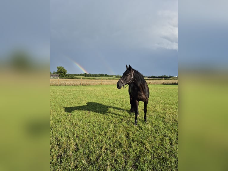 Trakehner Wallach 12 Jahre 178 cm Rappe in Herbertingen