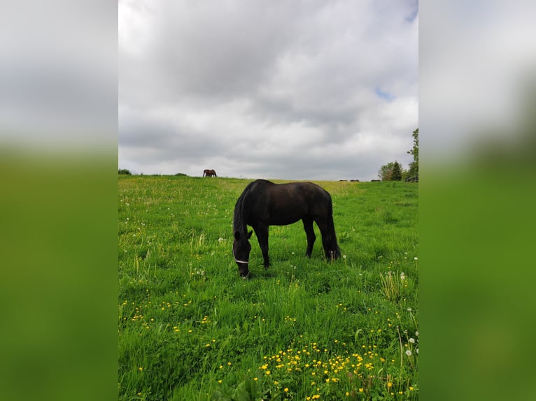 Trakehner Wallach 12 Jahre 178 cm Rappe in Herbertingen