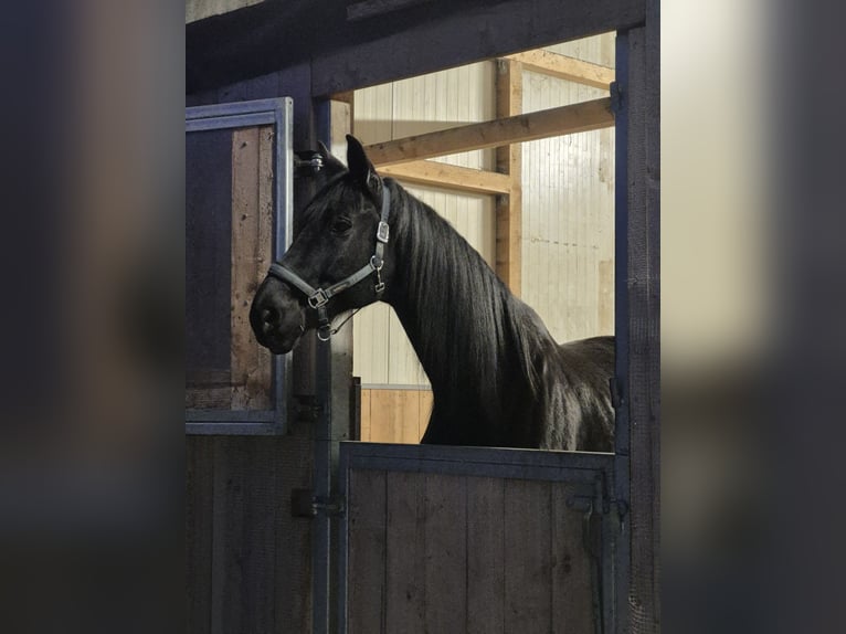 Trakehner Wallach 12 Jahre 178 cm Rappe in Herbertingen