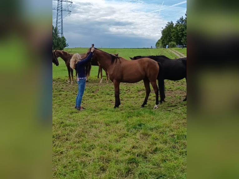 Trakehner Wallach 13 Jahre 164 cm Brauner in Sankt Johann
