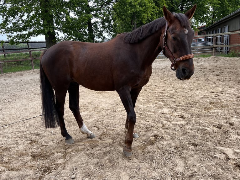 Trakehner Wallach 13 Jahre 165 cm Dunkelfuchs in Betzendorf