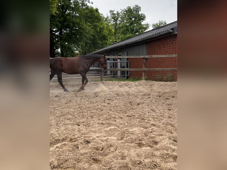 Trakehner Wallach 13 Jahre 165 cm Dunkelfuchs in Betzendorf
