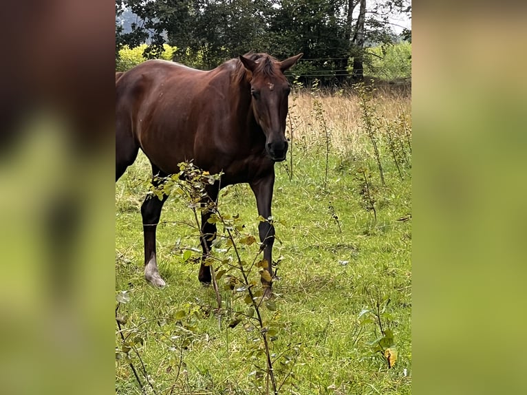 Trakehner Wallach 13 Jahre 165 cm Dunkelfuchs in Betzendorf