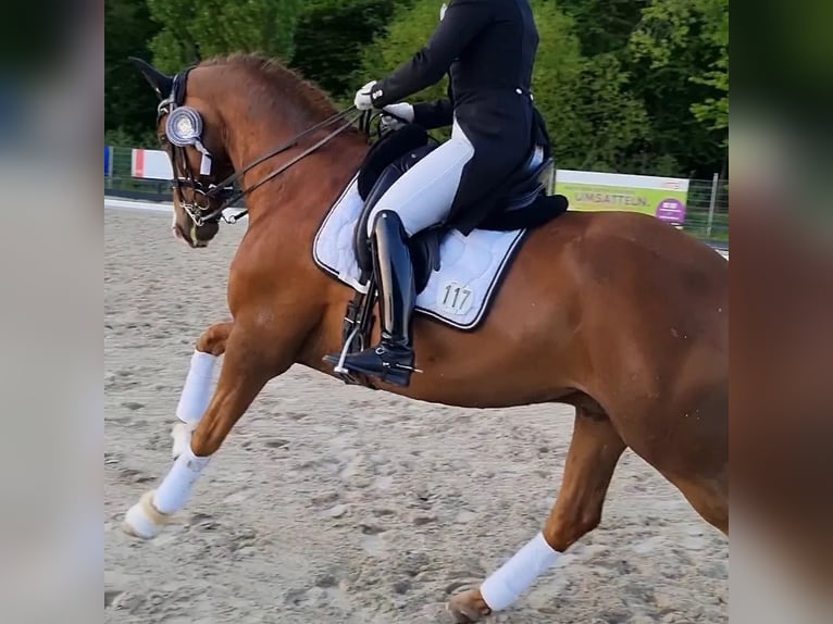 Trakehner Wallach 13 Jahre 167 cm Fuchs in Lübeck