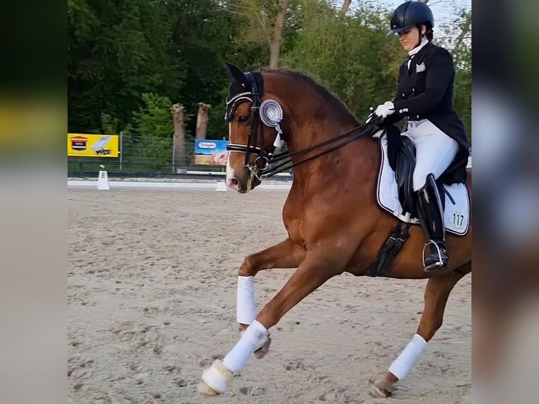 Trakehner Wallach 13 Jahre 167 cm Fuchs in Lübeck