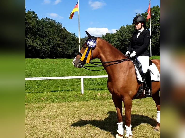 Trakehner Wallach 13 Jahre 167 cm Fuchs in Lübeck