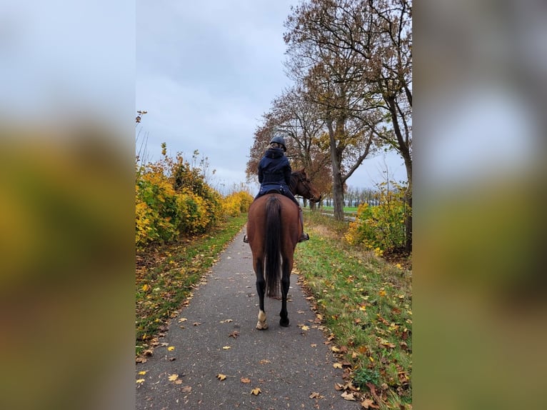 Trakehner Wallach 13 Jahre 170 cm Brauner in Z&#xFC;low