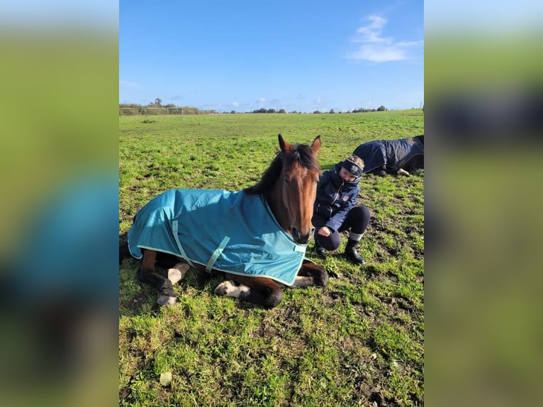 Trakehner Wallach 13 Jahre 170 cm Brauner in Z&#xFC;low