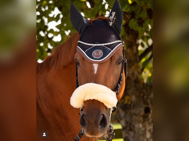 Trakehner Wallach 14 Jahre 162 cm Fuchs in Welzheim