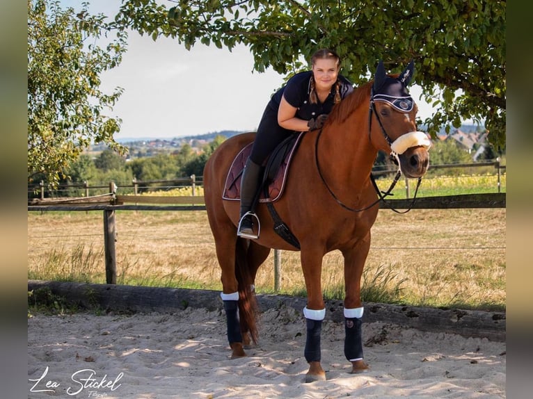 Trakehner Wallach 14 Jahre 162 cm Fuchs in Welzheim