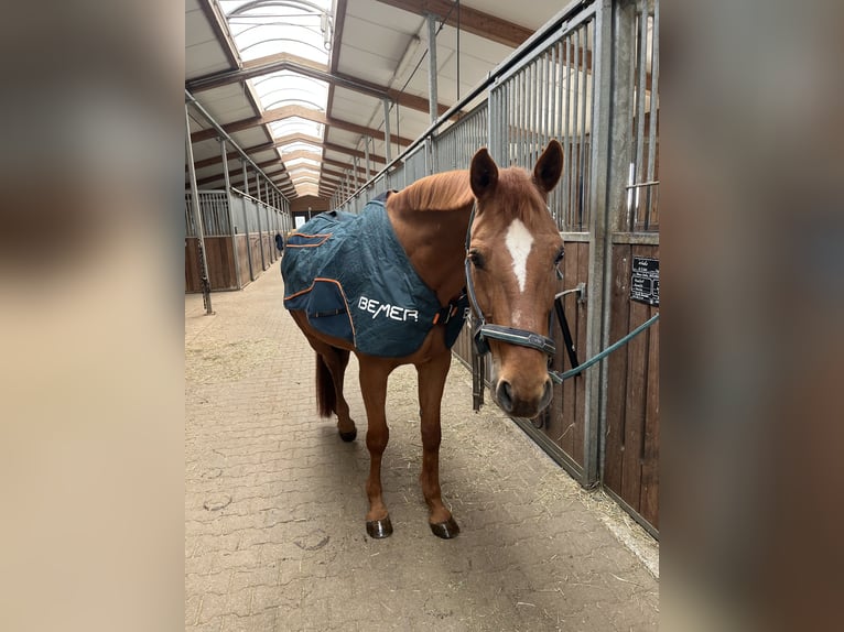 Trakehner Wallach 14 Jahre 162 cm Fuchs in Welzheim
