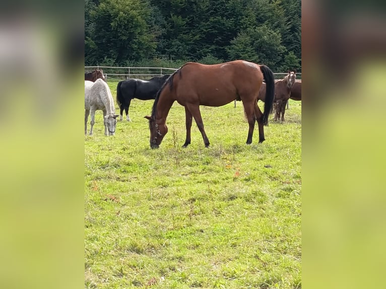 Trakehner Wallach 14 Jahre 164 cm Brauner in Sankt Johann