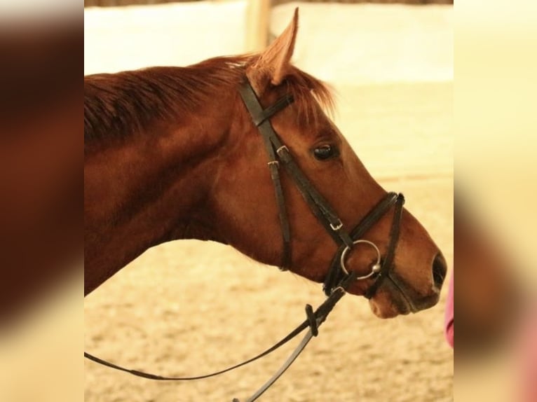 Trakehner Wallach 14 Jahre 170 cm Fuchs in Bad Dürrheim