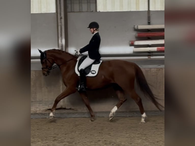 Trakehner Wallach 14 Jahre 170 cm Fuchs in Bad Dürrheim