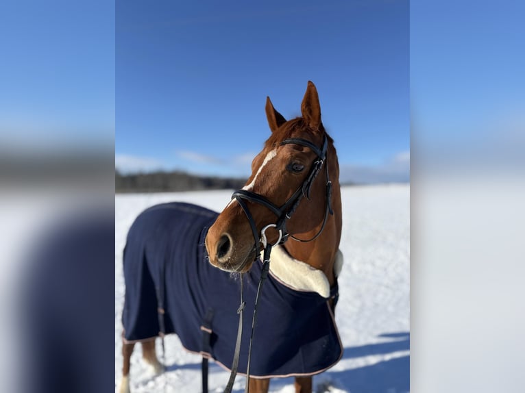 Trakehner Wallach 14 Jahre 170 cm Fuchs in Bad Dürrheim