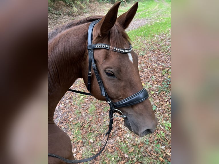 Trakehner Wallach 14 Jahre 170 cm Fuchs in Schmelz