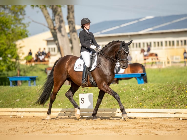 Trakehner Wallach 14 Jahre 170 cm Rappe in Penig