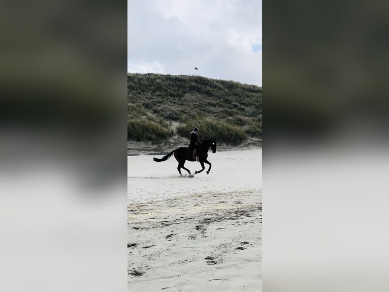 Trakehner Wallach 14 Jahre 177 cm Dunkelbrauner in Emden