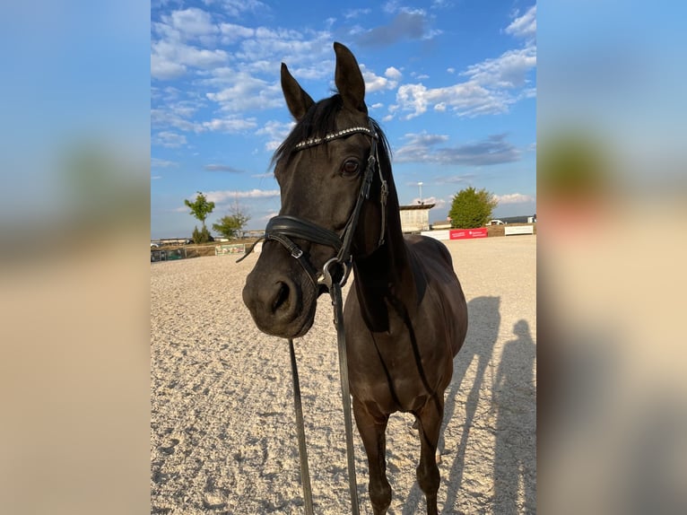 Trakehner Wallach 15 Jahre 155 cm Rappe in Mehlingen