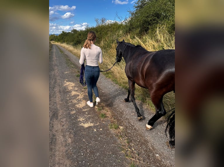 Trakehner Wallach 15 Jahre 155 cm Rappe in Mehlingen