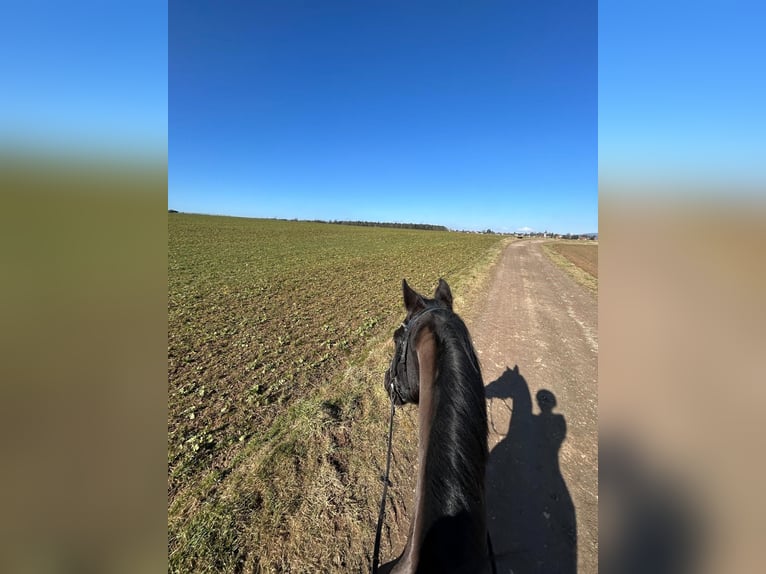Trakehner Wallach 15 Jahre 155 cm Rappe in Mehlingen