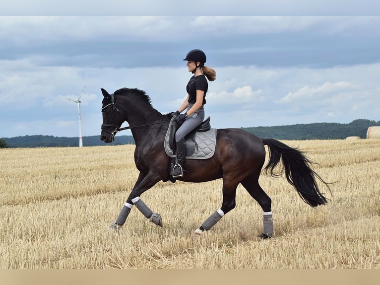 Trakehner Wallach 15 Jahre 155 cm Rappe in Mehlingen