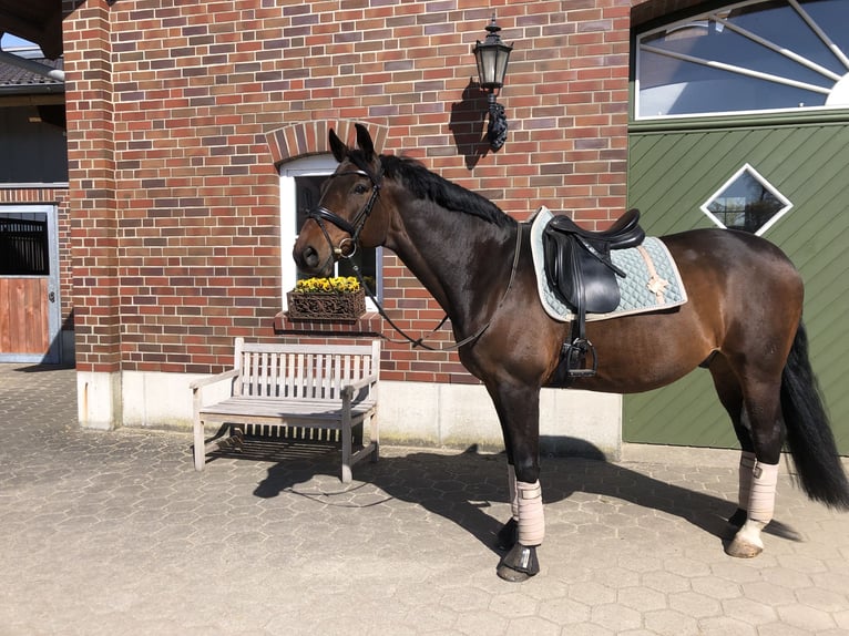 Trakehner Wallach 15 Jahre 164 cm Brauner in Geestland