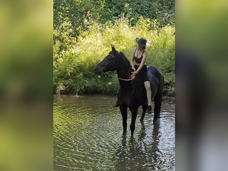 Trakehner Wallach 15 Jahre 165 cm Schwarzbrauner in Giesen