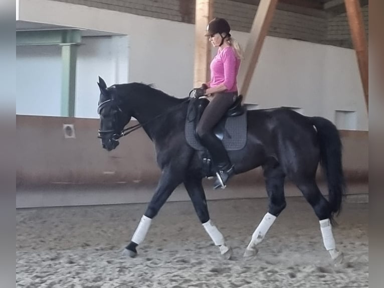 Trakehner Wallach 15 Jahre 165 cm Schwarzbrauner in Giesen