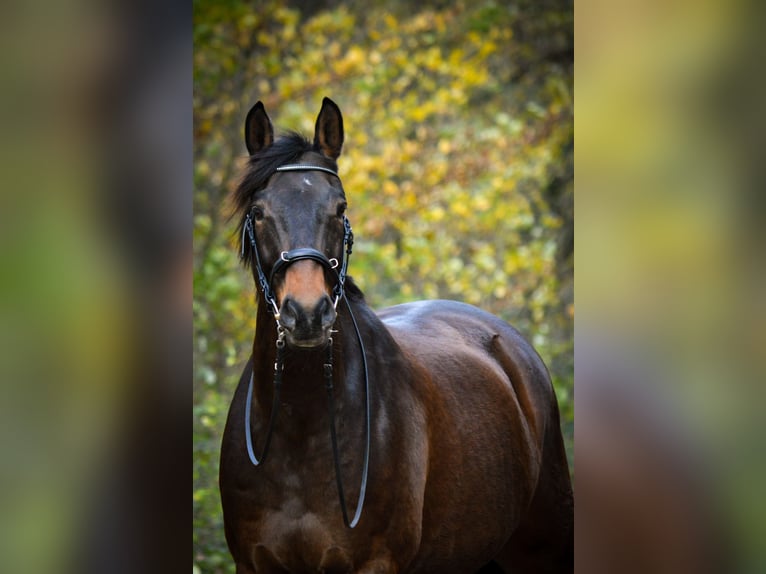 Trakehner Wallach 15 Jahre 167 cm Brauner in Coesfeld-Lette