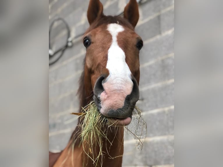Trakehner Wallach 15 Jahre 170 cm Dunkelfuchs in Brechen