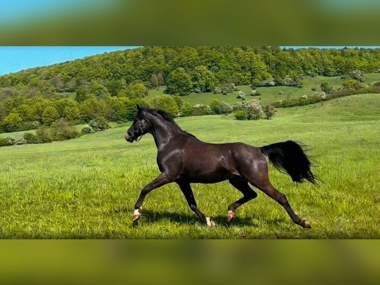 Trakehner Wallach 15 Jahre 172 cm Schwarzbrauner in Bodenwerder