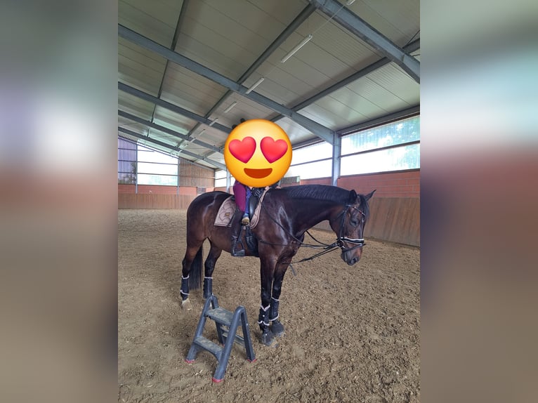 Trakehner Wallach 15 Jahre 174 cm Dunkelbrauner in Welver
