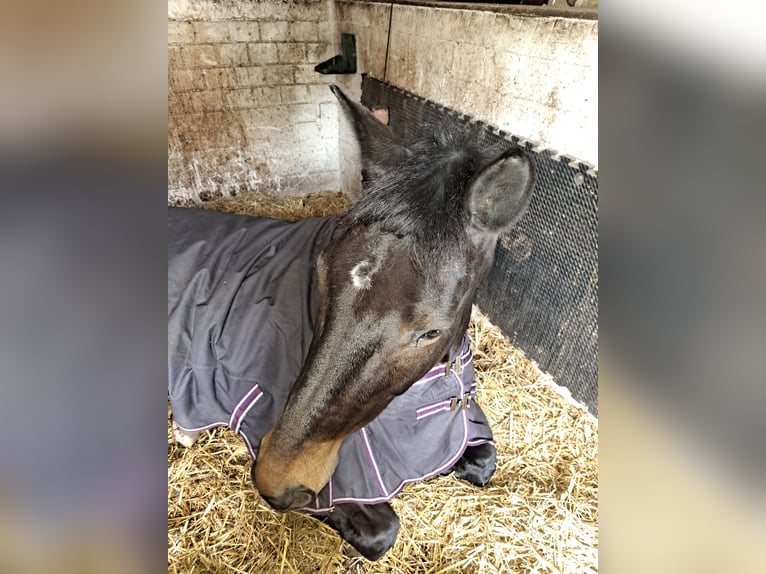 Trakehner Wallach 15 Jahre 174 cm Dunkelbrauner in Welver
