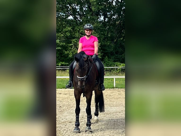 Trakehner Wallach 15 Jahre 174 cm Dunkelbrauner in Welver