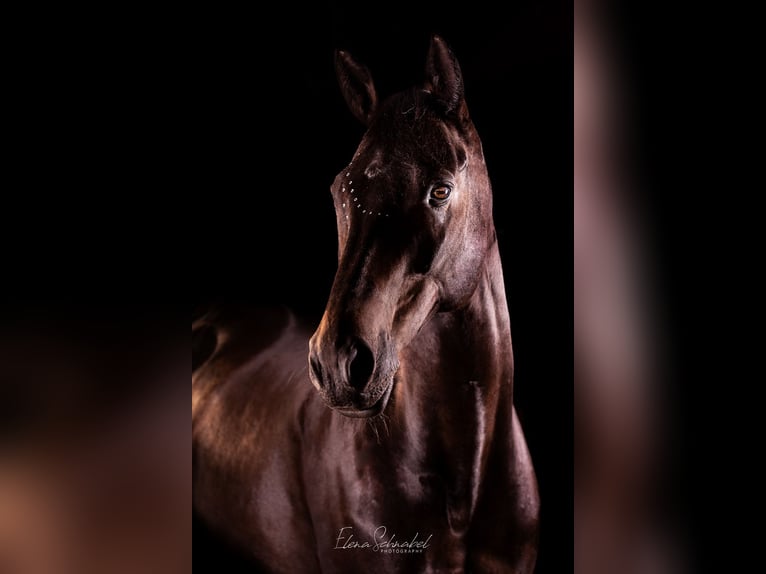 Trakehner Wallach 15 Jahre 174 cm Dunkelbrauner in Welver