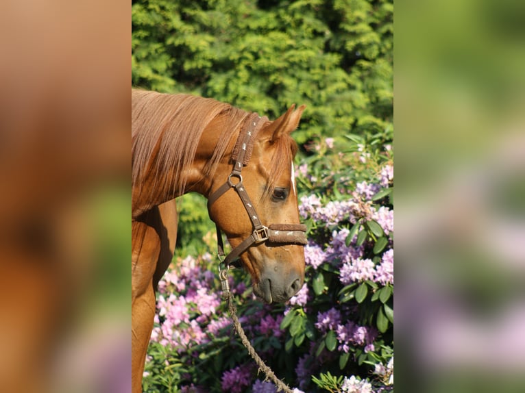 Trakehner Wallach 16 Jahre 162 cm  in Bremen