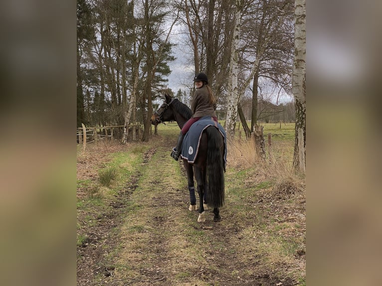Trakehner Wallach 16 Jahre 165 cm Brauner in Jevenstedt