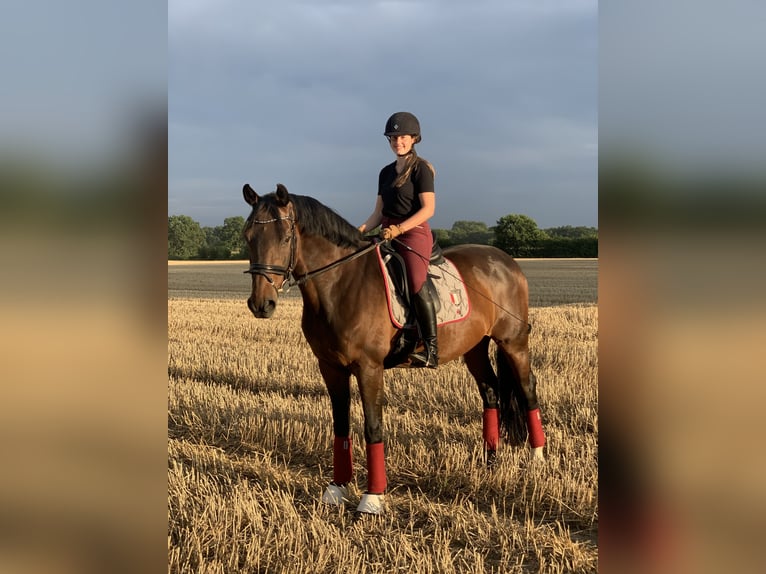 Trakehner Wallach 16 Jahre 165 cm Brauner in Jevenstedt