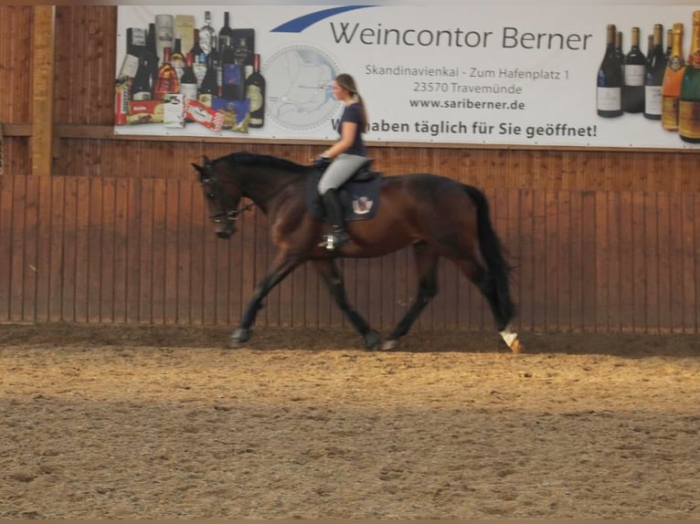 Trakehner Wallach 16 Jahre 165 cm Brauner in Jevenstedt