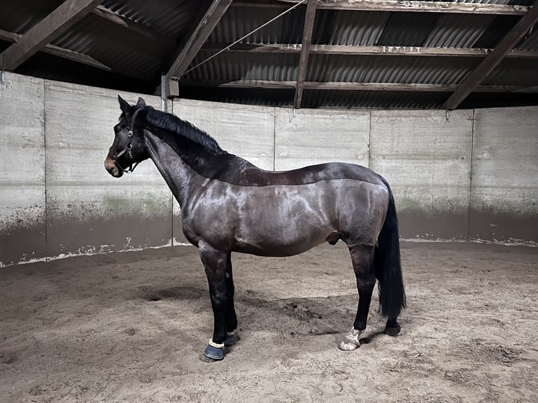 Trakehner Wallach 16 Jahre 165 cm Brauner in Jevenstedt